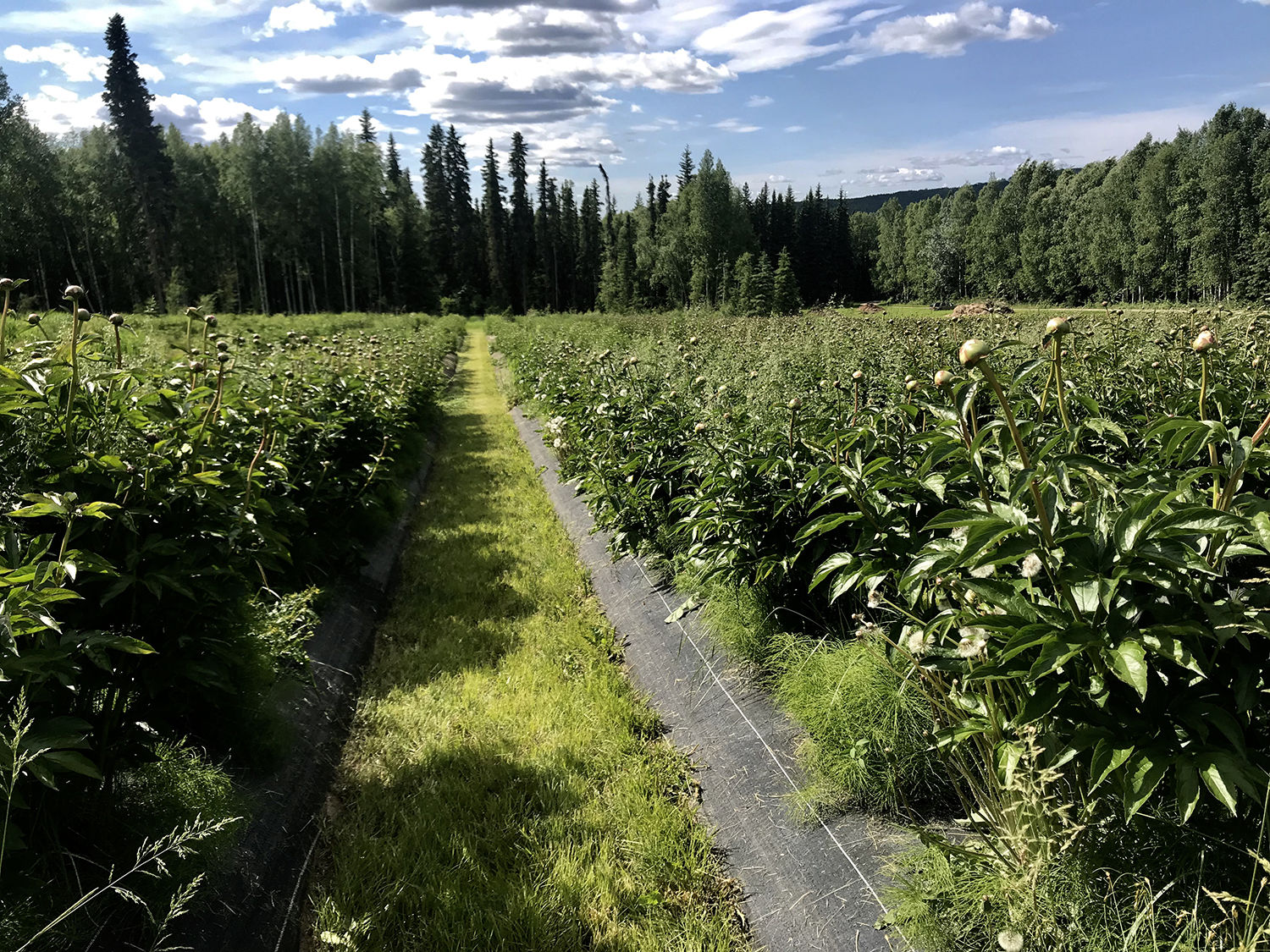 Peony Field